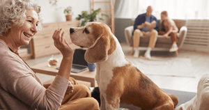 pet companionship for seniors - an elderly woman playing with a dog